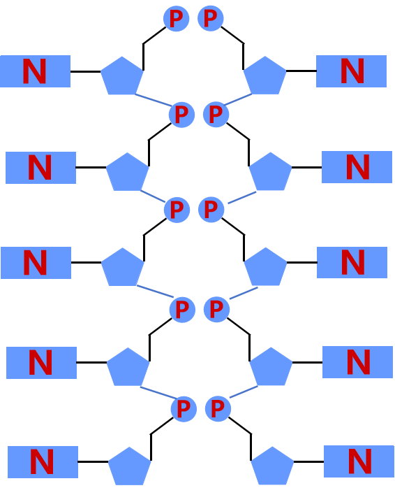 模型一：碱基位于螺旋外部，磷酸位于内部